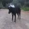 GPAR :: Grupo de Protección Animal de Rute