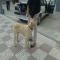 GPAR :: Grupo de Protección Animal de Rute