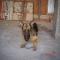 GPAR :: Grupo de Protección Animal de Rute