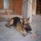GPAR :: Grupo de Protección Animal de Rute