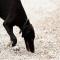 GPAR :: Grupo de Protección Animal de Rute