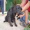 GPAR :: Grupo de Protección Animal de Rute
