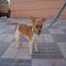 GPAR :: Grupo de Protección Animal de Rute