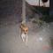 GPAR :: Grupo de Protección Animal de Rute
