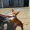 GPAR :: Grupo de Protección Animal de Rute