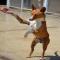 GPAR :: Grupo de Protección Animal de Rute