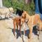 GPAR :: Grupo de Protección Animal de Rute