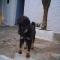 GPAR :: Grupo de Protección Animal de Rute