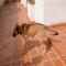 GPAR :: Grupo de Protección Animal de Rute