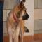 GPAR :: Grupo de Protección Animal de Rute