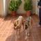 GPAR :: Grupo de Protección Animal de Rute