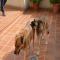 GPAR :: Grupo de Protección Animal de Rute