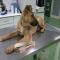 GPAR :: Grupo de Protección Animal de Rute