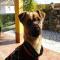 GPAR :: Grupo de Protección Animal de Rute