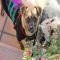 GPAR :: Grupo de Protección Animal de Rute
