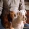 GPAR :: Grupo de Protección Animal de Rute