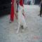 GPAR :: Grupo de Protección Animal de Rute