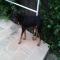 GPAR :: Grupo de Protección Animal de Rute