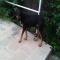 GPAR :: Grupo de Protección Animal de Rute