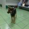 GPAR :: Grupo de Protección Animal de Rute