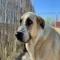 GPAR :: Grupo de Protección Animal de Rute