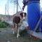 GPAR :: Grupo de Protección Animal de Rute
