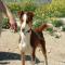 GPAR :: Grupo de Protección Animal de Rute