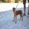 GPAR :: Grupo de Protección Animal de Rute