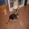 GPAR :: Grupo de Protección Animal de Rute