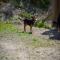 GPAR :: Grupo de Protección Animal de Rute