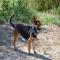 GPAR :: Grupo de Protección Animal de Rute