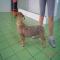 GPAR :: Grupo de Protección Animal de Rute