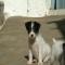 GPAR :: Grupo de Protección Animal de Rute