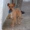 GPAR :: Grupo de Protección Animal de Rute