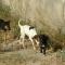 GPAR :: Grupo de Protección Animal de Rute