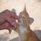GPAR :: Grupo de Protección Animal de Rute
