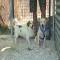 GPAR :: Grupo de Protección Animal de Rute