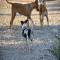 GPAR :: Grupo de Protección Animal de Rute