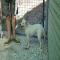 GPAR :: Grupo de Protección Animal de Rute
