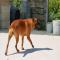 GPAR :: Grupo de Protección Animal de Rute