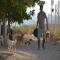 GPAR :: Grupo de Protección Animal de Rute