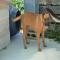 GPAR :: Grupo de Protección Animal de Rute