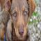 GPAR :: Grupo de Protección Animal de Rute