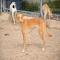 GPAR :: Grupo de Protección Animal de Rute