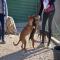GPAR :: Grupo de Protección Animal de Rute