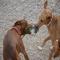 GPAR :: Grupo de Protección Animal de Rute