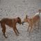 GPAR :: Grupo de Protección Animal de Rute
