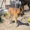 GPAR :: Grupo de Protección Animal de Rute