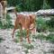 GPAR :: Grupo de Protección Animal de Rute