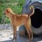 GPAR :: Grupo de Protección Animal de Rute